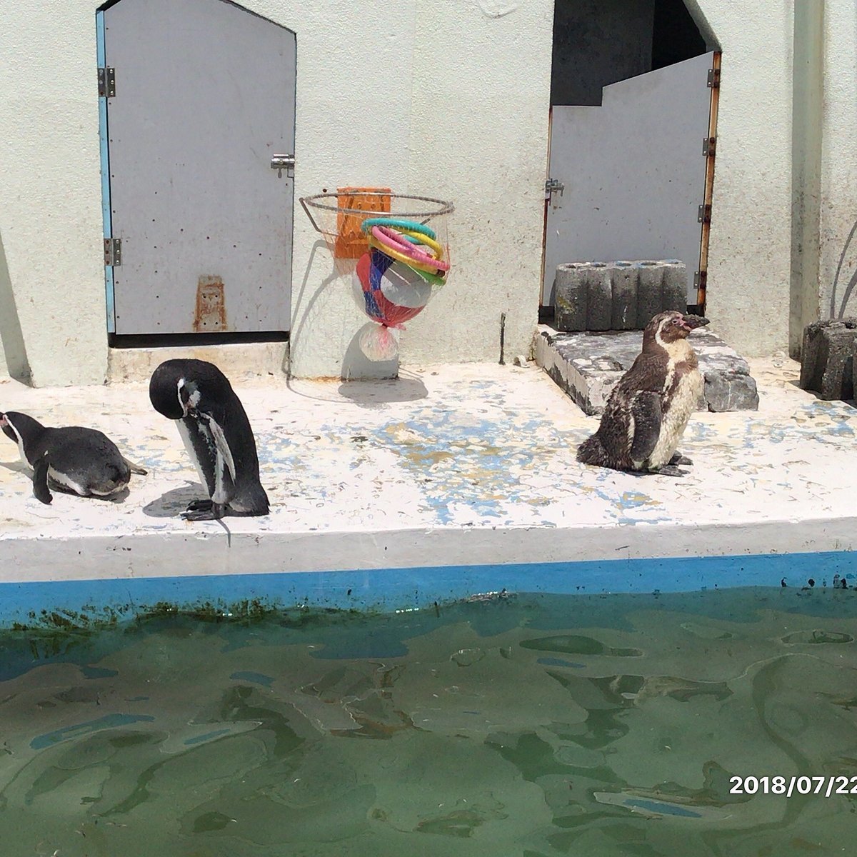 🌊 왓카나이 시립 노삿푸 한류 수족관 (왓카나이 시리츠 노샷푸 칸류스이조쿠칸) 이미지 7